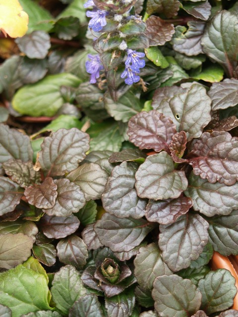 Ajuga reptans